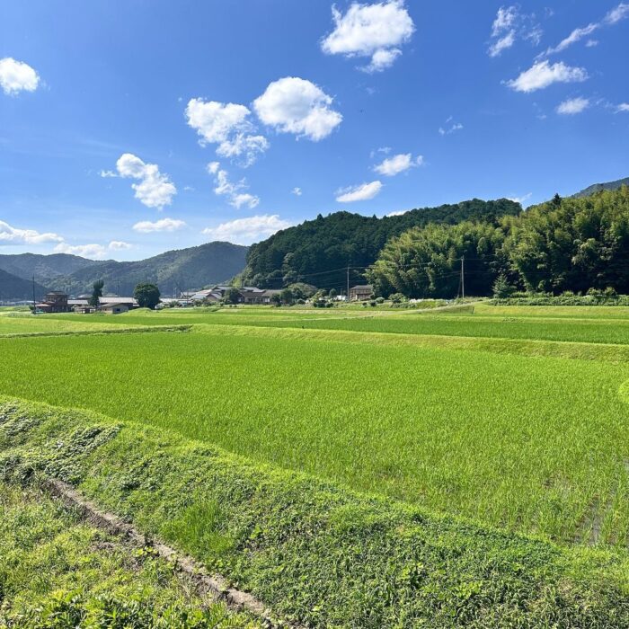 写真：晴れた日の四万十の外の景色です