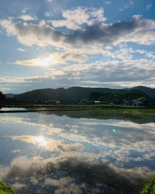 写真：田んぼの風景です