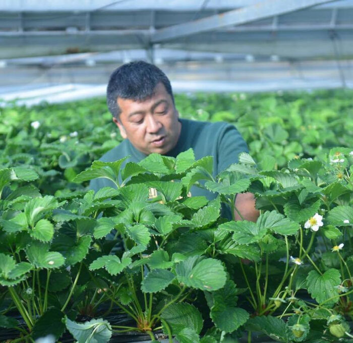 写真：いちご農家の武内さんです